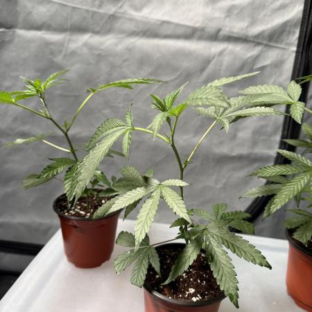 Biscotti Gelato - Fastbuds Cllne