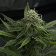 Lemon Cherry Runtz - Fastbuds Clone