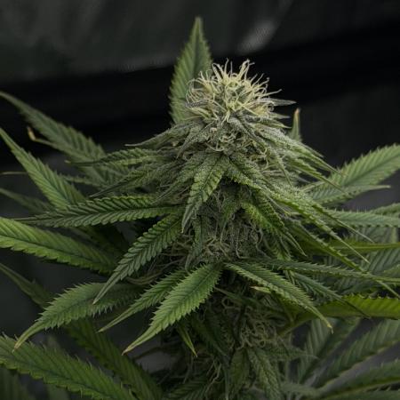 Lemon Cherry Runtz - Fastbuds Clone