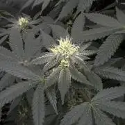 Papayton - Fastbuds Clone