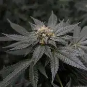 Papayton - Fastbuds Clone