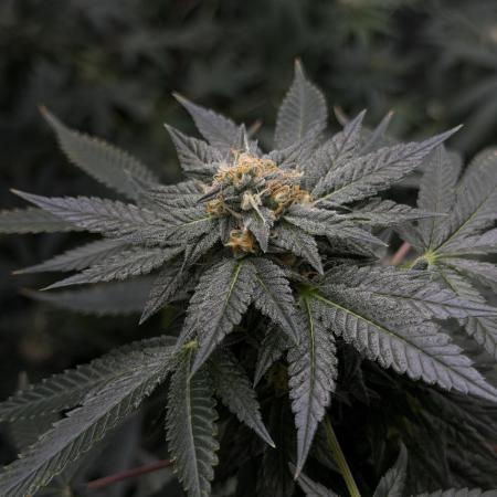 Papayton - Fastbuds Clone