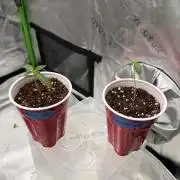 Orange O’z - Mephisto Genetics