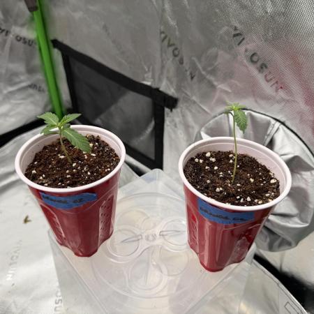 Orange O’z - Mephisto Genetics