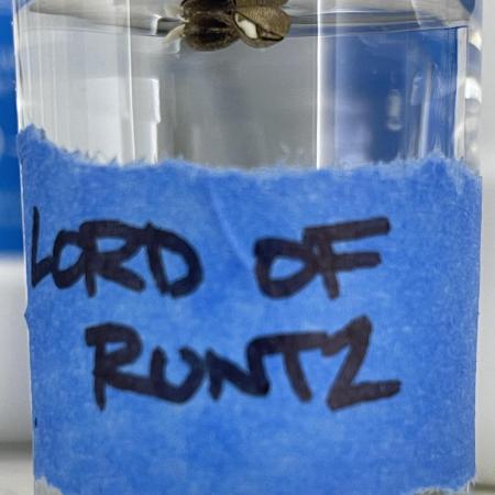 Lord of Runtz - Mephisto Genetics Tester
