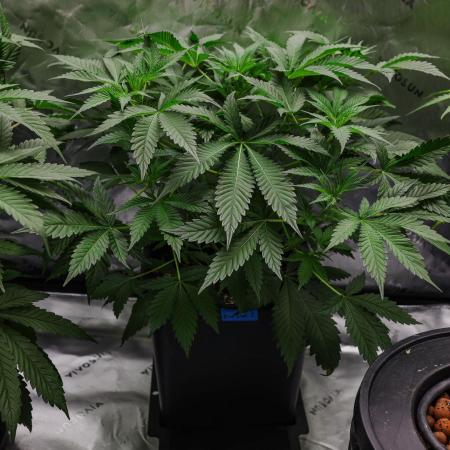 Kiwi Lime 1 - Mephisto Genetics Tester