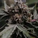 Lord of the Runtz - Mephisto Genetics