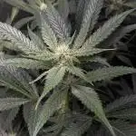 Kiwi Lime 1 - Mephisto Genetics Tester