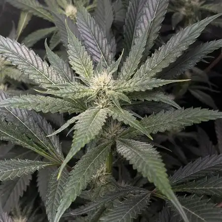 Kiwi Lime 1 - Mephisto Genetics Tester