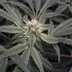 Lord of the Runtz - Mephisto Genetics