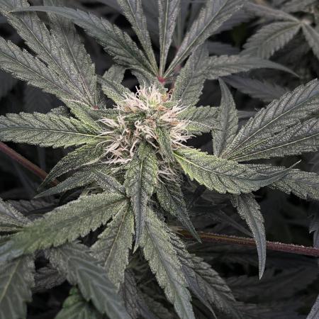 Lord of the Runtz - Mephisto Genetics
