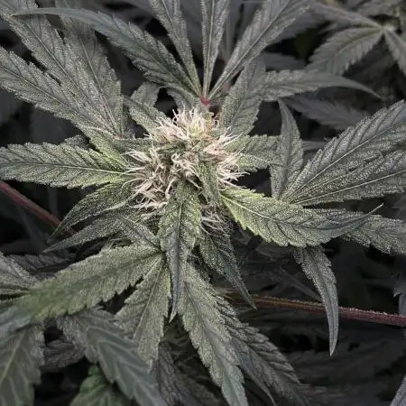 Lord of the Runtz - Mephisto Genetics