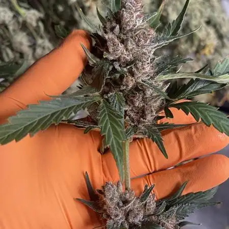 LSD-25 Auto - Fastbuds