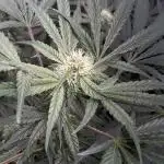 Lord of the Runtz - Mephisto Genetics