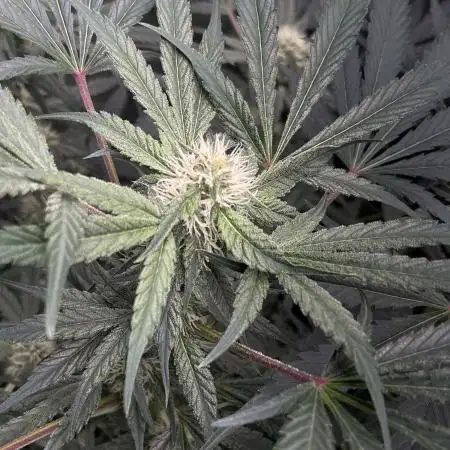 Lord of the Runtz - Mephisto Genetics