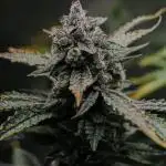 Kiwi Lime 1 - Mephisto Genetics Tester