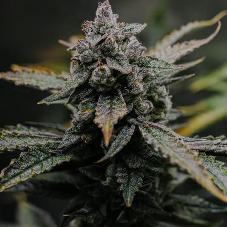 Kiwi Lime 1 - Mephisto Genetics Tester