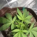 Future Genetix - Pink Punch 2.0