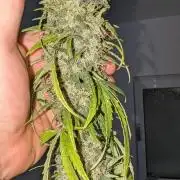 Gelato#33FF meets Pringles