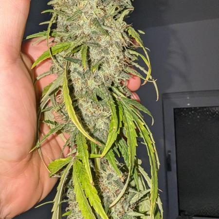 Gelato#33FF meets Pringles