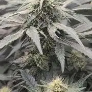 Fast Buds Gary Payton Regular