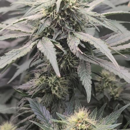 Fast Buds Gary Payton Regular