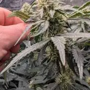 Fast Buds Gary Payton Regular