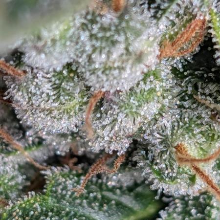 Gelato 33 Auto AS & Fast Buds
