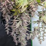Banana Purple Punch Auto by FastBuds