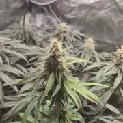 Fast Buds Gary Payton Regular