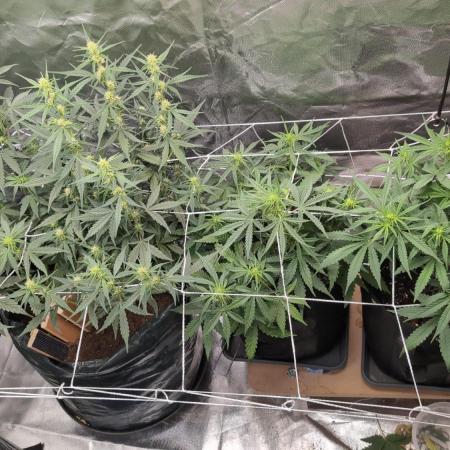 Gelato 33 Auto AS & Fast Buds