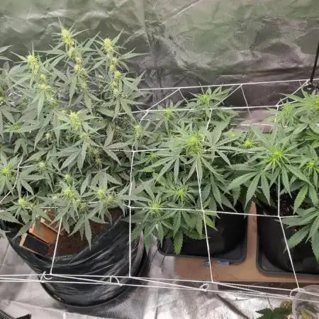Gelato 33 Auto AS & Fast Buds