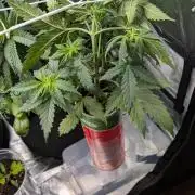 Gelato#33FF meets Pringles