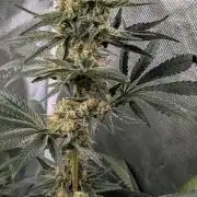 Fast Buds Gary Payton Regular