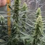 Gelato 33 Auto AS & Fast Buds