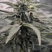 Fast Buds Gary Payton Regular