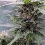 Indoor Purple Punch