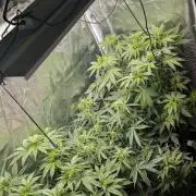 Red Hot Cookies & Purple Punch OG