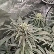 Fast Buds Gary Payton Regular