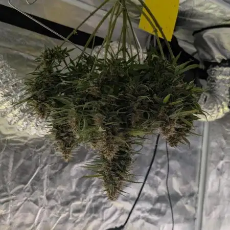 Gelato 33 Auto AS & Fast Buds