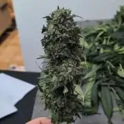 Fast Buds Gary Payton Regular