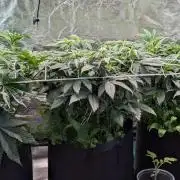 Fast Buds Gary Payton Regular