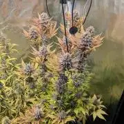 Red Hot Cookies & Purple Punch OG