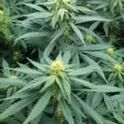 Fast Buds Gary Payton Regular
