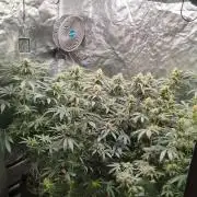 Gelato#33FF meets Pringles