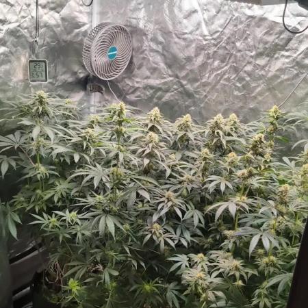Gelato#33FF meets Pringles