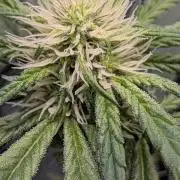 Fast Buds Gary Payton Regular