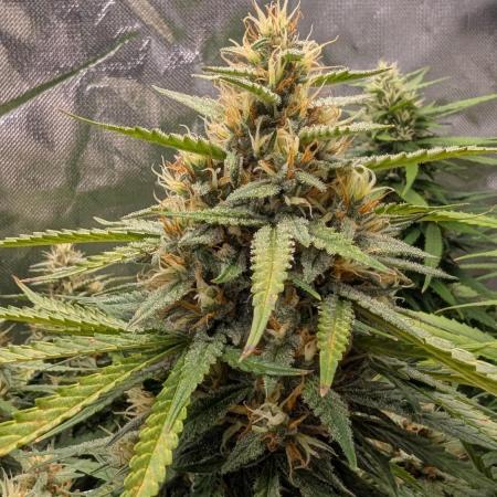 Gelato 33 Auto AS & Fast Buds