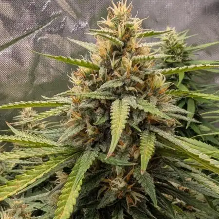 Gelato 33 Auto AS & Fast Buds