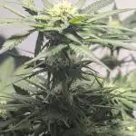 Indoor Purple Punch
